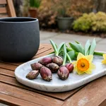 Scelta dei bulbi in vaso e periodo di impianto