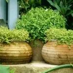 vasi terracotta