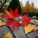Perché le foglie cambiano colore e cosa rende il foliage più intenso