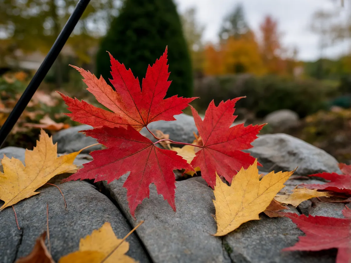 Perché le foglie cambiano colore e cosa rende il foliage più intenso