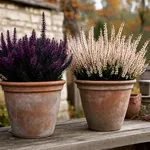 Erica e calluna: come distinguerle e quale scegliere per l'autunno