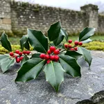Perché le bacche danno colore al giardino nei mesi freddi