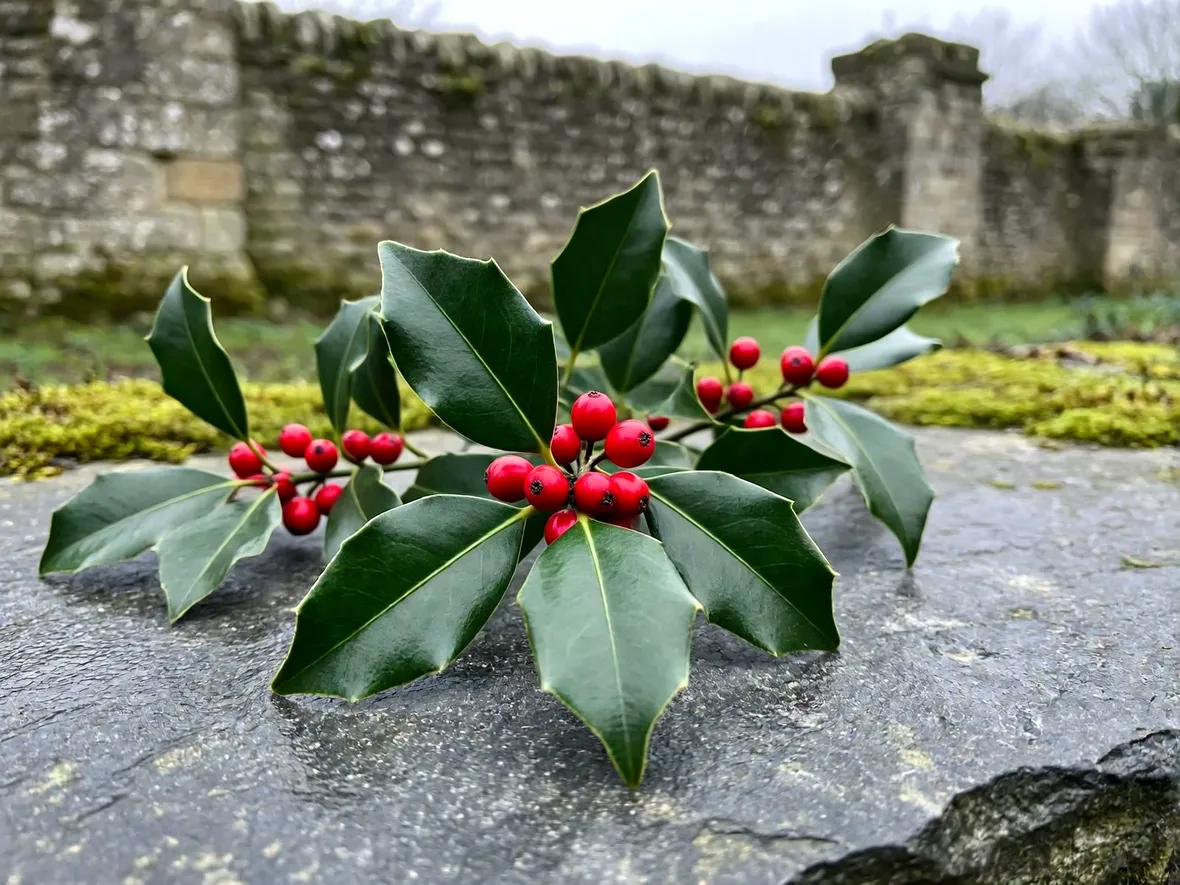 Perché le bacche danno colore al giardino nei mesi freddi