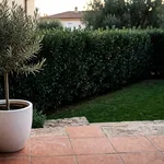 Perché una siepe di sempreverdi protegge la privacy tutto l'anno