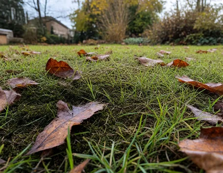 Perché il muschio compare sul prato proprio in autunno