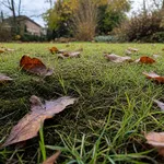 Perché il muschio compare sul prato proprio in autunno