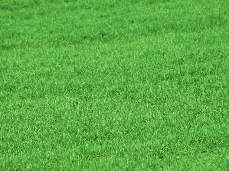 Interventi sul terreno e cure autunnali perché non torni