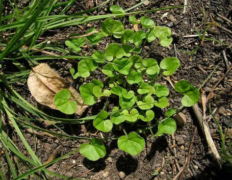 dichondra