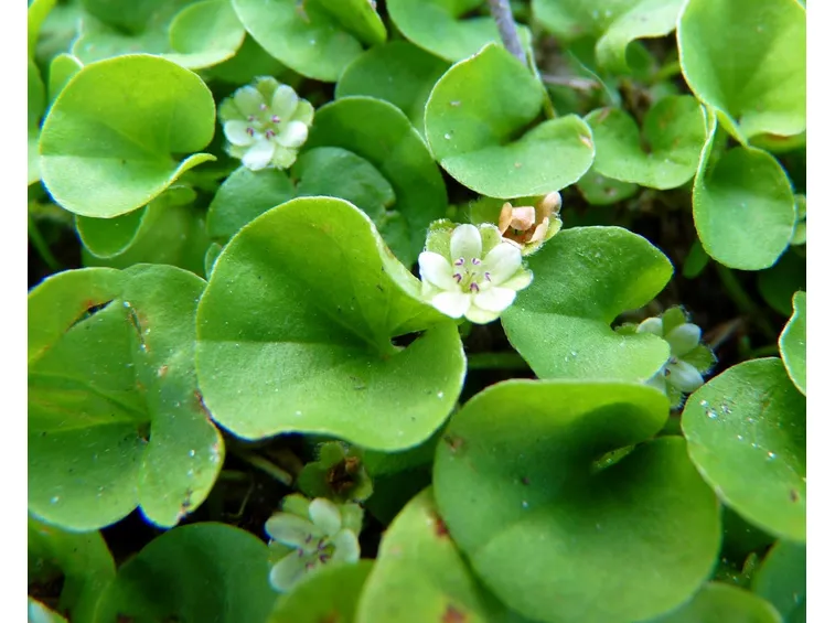 dichondra