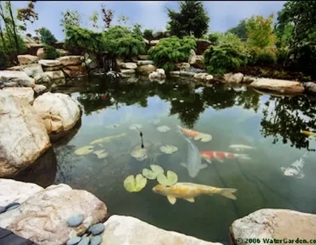 http://watergarden.com/home_images/KoiPond.jpg