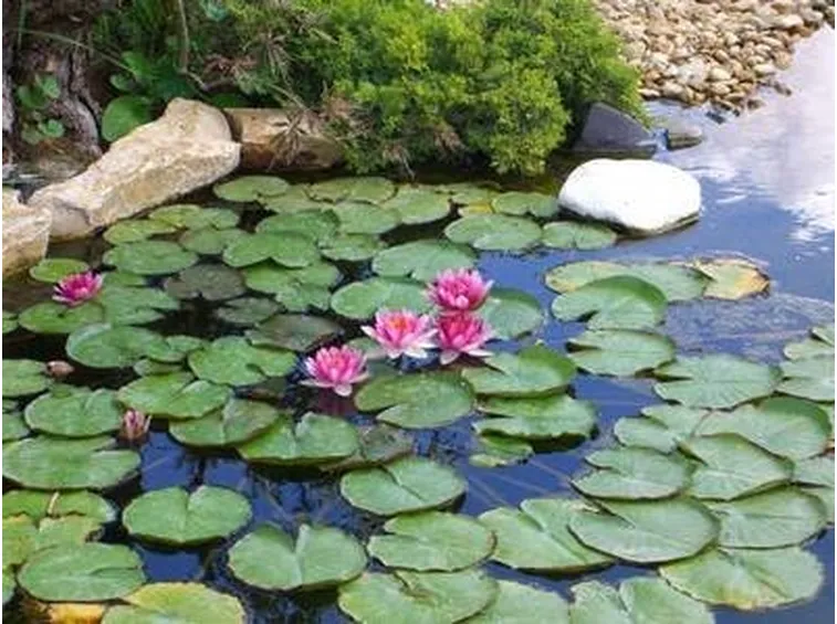 Giardino acqua
