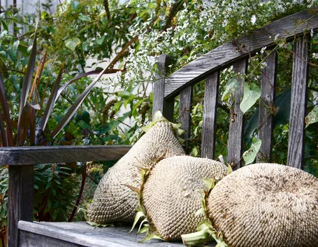 cuscini da giardino