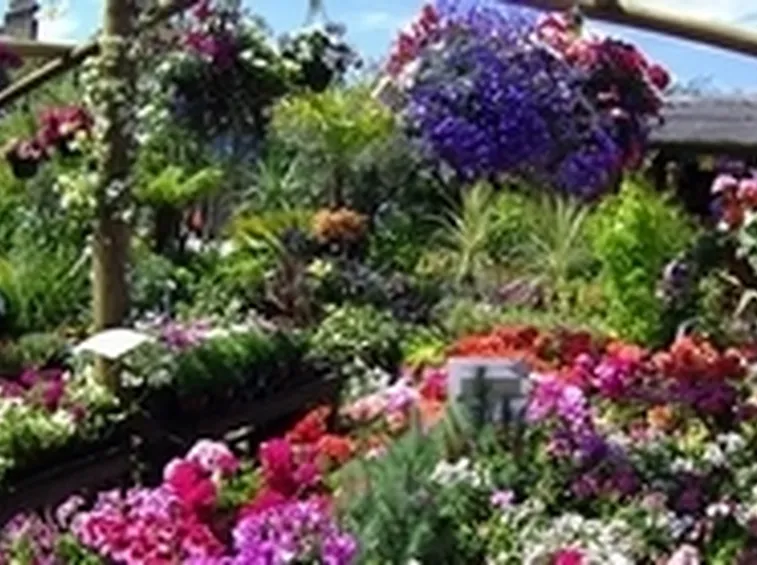 piante da giardino
