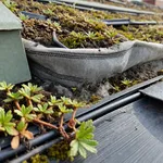 Perché il substrato sottile di un giardino pensile gela più in fretta