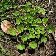 dichondra