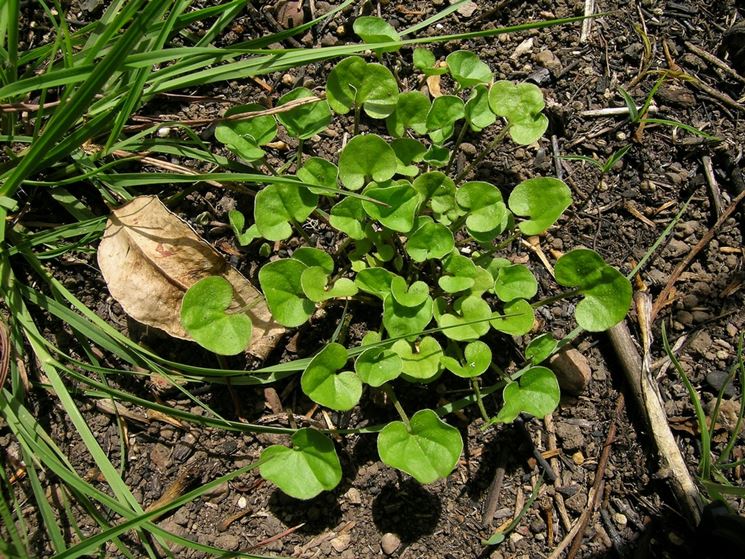 dichondra