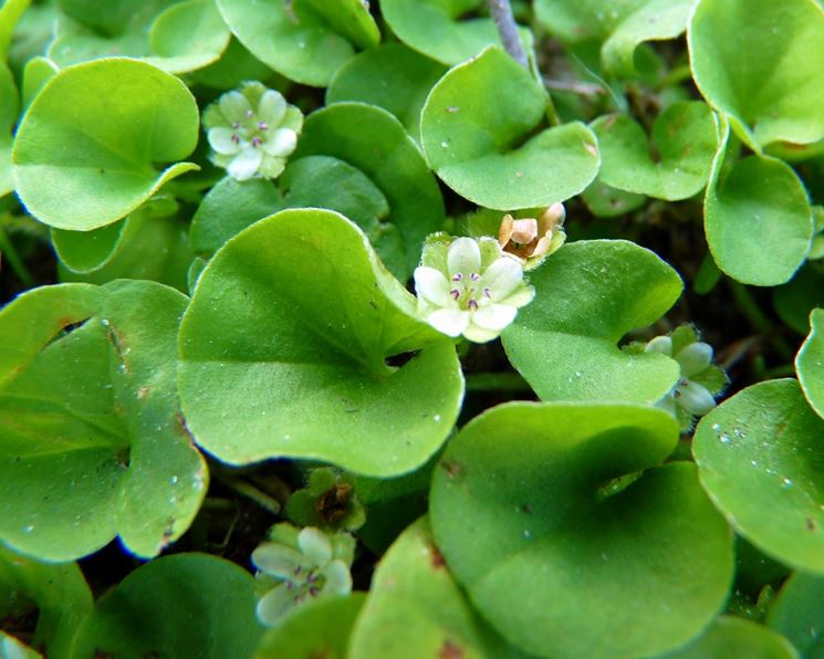 dichondra