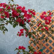 Grigliati in legno per balcone