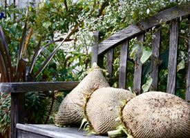 Cuscini da giardino